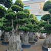 供應造型大提根榕 造型小葉榕樹樁盆景 大型小葉榕