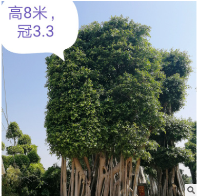 供應自然型大樹 造型小葉榕樹樁盆景 大型小葉榕 基地直銷