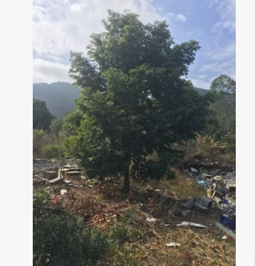 供應天竺桂，陰香，綠化苗木