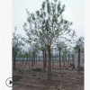 27公分大規格國槐大樹價格28公分兩年貌國槐樹