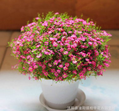 滿天星種子進口絲石竹花卉盆栽四季種易活室內陽臺花籽精裝花種子