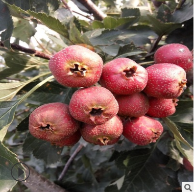 山楂樹苗·品種有大金星大五棱甜紅子品種純產(chǎn)量高根系好成活高