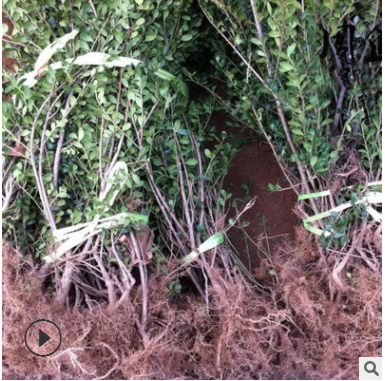 批發(fā)龜甲冬青苗 工程綠化四季常青苗 籬笆圍墻龜甲冬青苗床苗直銷