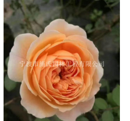 浙江寧波奧斯汀藤本-瑪格麗特王妃