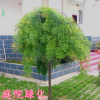 國(guó)槐苗國(guó)槐樹苗黃金槐樹苗國(guó)槐小苗庭院耐寒耐旱綠化苗木行道樹