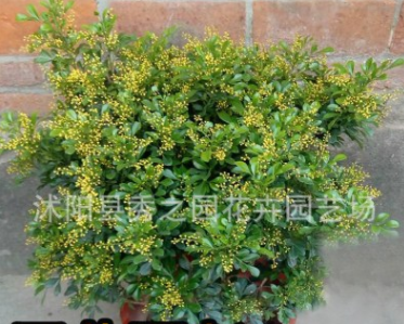 芳香濃郁 驅蚊子 雅氣十足 舒人心 米蘭盆栽植物 四季常青