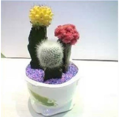 多肉植物【三組合仙人】仙人類花卉 辦公室內迷你盆栽