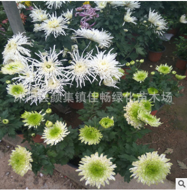 菊花盆栽花卉 菊花苗千頭菊花 金絲菊 綠色菊花批發(fā)