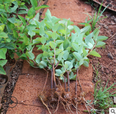 精品火龍珠小苗 四季裸根鮮花種苗 相思豆情人果園林綠化苗木批發