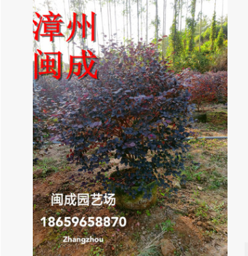 紅花繼木球 綠化苗木 (精品球80x80) 福建漳州