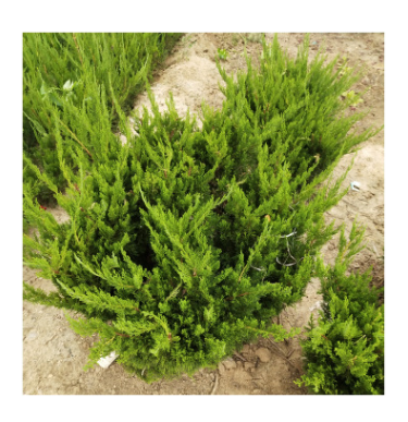 苗木基地大量銷售龍柏球 綠化工程龍柏球