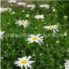 批發出售草花種子 西洋濱菊種子 大濱菊種子耐寒性較強,耐半陰