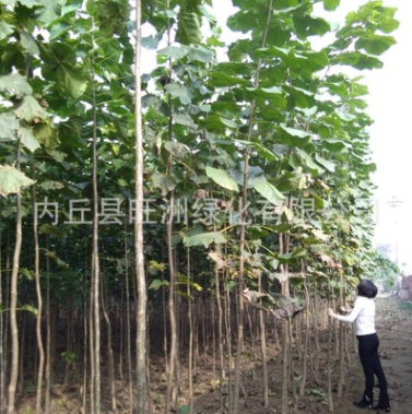 基地常年供應(yīng) 楸樹 金絲楸 喬木園林綠化苗木 基地直銷
