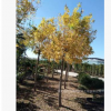 金葉槐5公分6公分量大從優(yōu)基地常年供應(yīng)清地綠化苗木