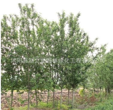 基地直銷批發西府海棠樹北方種植海棠樹海棠花品種齊全量大