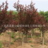 美人梅樹園林綠化用樹美人梅 規(guī)格齊全美人梅樹批發(fā)