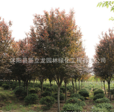 基地直銷紫葉李 速生紫葉李行道樹公園園林用樹紫葉李