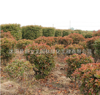 產地供應紅葉石楠球 紅葉石楠柱公園廣場園林綠化樹 造型樹