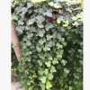 常春藤苗 攀緣性強(qiáng) 長(zhǎng)春藤苗 常青藤苗 庭院別墅綠化