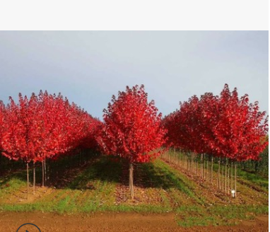 批發優良美國紅楓樹 現挖現賣組培扦插小樹紅冠紅楓樹