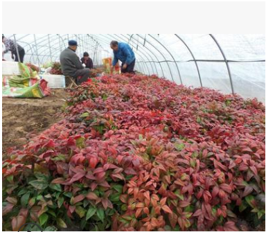 火焰南天竹基地直銷，街道綠化、常綠灌木