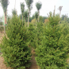 基地直銷優(yōu)質云杉樹 山東泰安云杉樹苗2-6米 規(guī)格全 樹型優(yōu)美