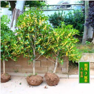 流蘇嫁接桂花盆栽植物桂花樹(shù)苗室內(nèi)盆栽金桂八月桂花沉香桂四季桂