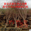 3公分-6公分紅葉碧桃苗