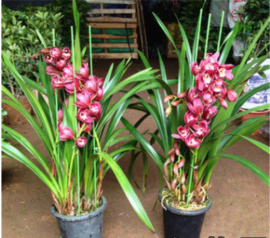 高檔蘭花 紅雙喜濃香型矮種蘭花苗盆栽四季蘭建蘭花室內(nèi)花卉綠植