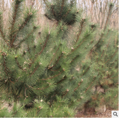 苗圃基地直銷黑松 園林工程庭院綠化樹木造型美觀黑松樹易成活