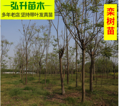 批發庭院觀賞花卉樹苗 會發光的欒樹苗 規格齊全