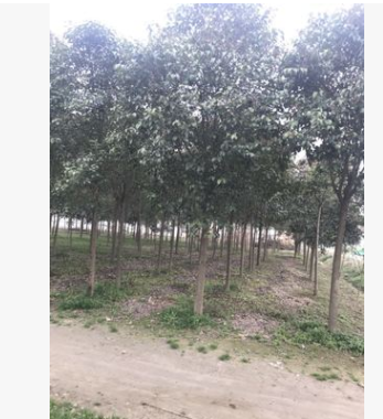 批發大葉女貞樹濕地園林綠化庭蔭樹行道樹工程綠化風景樹防護樹