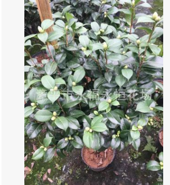 山茶花花露珍茶花 優質茶花又名花蝴蝶70-80高粗約1.5-2公分