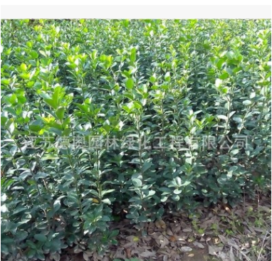 綠化苗木行道樹綠籬植物 大葉黃楊苗 北海道黃楊冬青苗四季長青