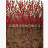 批發(fā)嫁接實(shí)生 榆葉梅 美人梅紅梅烏梅垂梅 紅花 落葉灌木綠化苗木