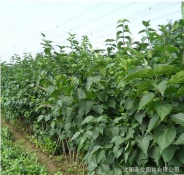 紫丁香花苗 花卉盆栽植物 綠植 綠化苗木 庭院花卉苗木 常綠灌木