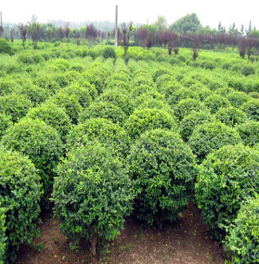 苗圃直銷冬青小苗 凈化空氣 冬青床苗 根系發達 常綠灌叢