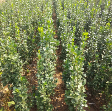 苗圃直銷冬青小苗 凈化空氣 冬青床苗 根系發達 常綠灌叢