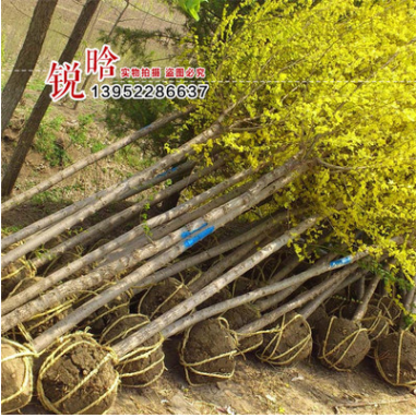 基地黃金槐樹(shù)批發(fā) 高嫁黃金槐 園林工程綠化苗木 小區(qū)行道樹(shù)木