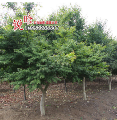 基地綠化苗木 桂花樹(shù)苗批發(fā) 可專(zhuān)車(chē)發(fā)貨 桂花苗