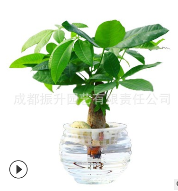 振升園藝水培發財樹盆栽植物批發加盟