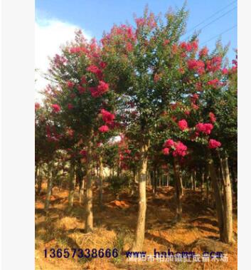 優質批發美國紅花紫薇樹 紅火箭紫薇 紫薇樁 規格齊全