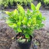 供應(yīng)綠化工程苗 金森女貞大杯苗 地栽苗 容器苗