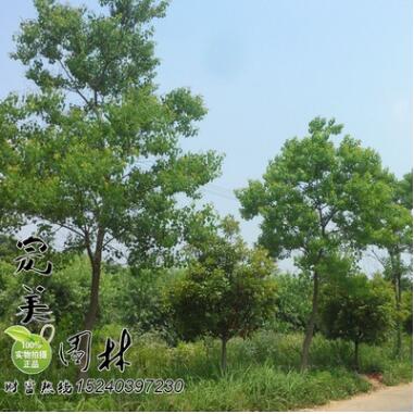 供應園林綠化行道樹烏桕 規格齊全 價廉物美