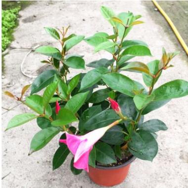 飄香藤 雙喜藤 攀爬植物 花卉盆栽 四季開(kāi)花 庭院綠植