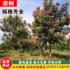 基地直銷 欒樹苗 黃山欒樹樹苗 南方欒樹大苗