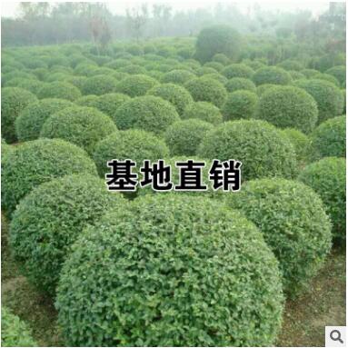 批發(fā)小葉女貞球 女貞球 園林景觀風(fēng)景樹小葉女貞精球