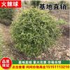 直銷 火棘球 火棘小苗 精品火棘基地 灌木花卉 火棘球30-120冠幅