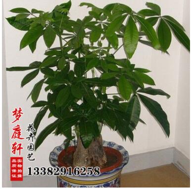 室內(nèi)發(fā)財(cái)樹盆栽 發(fā)財(cái)樹盆景 樹形花卉 防輻射盆栽