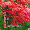 紅楓 日本紅楓 中國(guó)紅楓 美國(guó)紅楓 紅楓樹(shù) 彩色觀葉類(lèi)樹(shù)